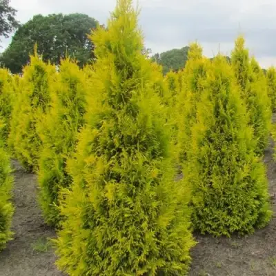 Туя САНКИСТ западная в Бобруйске