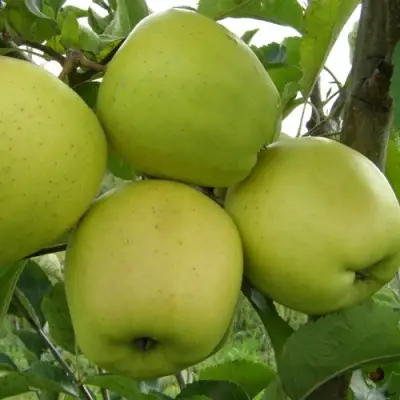 Яблоня КОШТЕЛЯ в Бобруйске