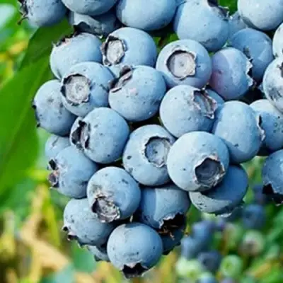 Голубика БРИГИТТА БЛЮ в Бобруйске