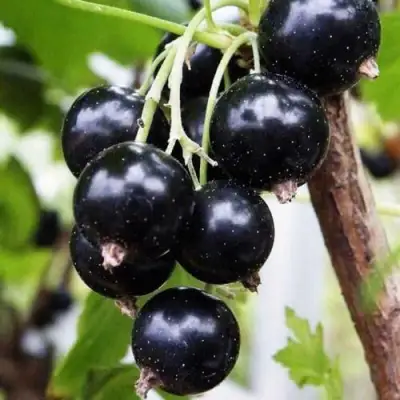 Смородина чёрная ДЕЛИКАТЕСНАЯ в Бобруйске