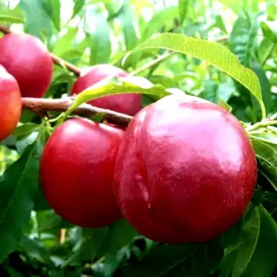 Нектарин ХАРКО в Бобруйске