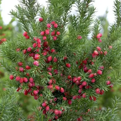 Тис ХИКСИ средний в Бобруйске