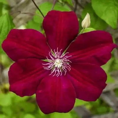 Клематис РУЖ КАРДИНАЛ в Бобруйске