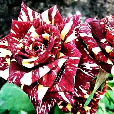 Роза ФОКУС ПОКУС флорибунда в Бобруйске