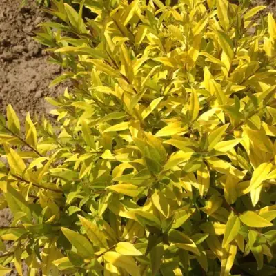 Бирючина АУРЕА обыкновенная в Бобруйске