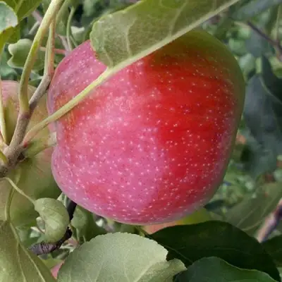 Яблоня АЛЬВА в Бобруйске