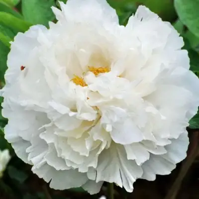 Пион БЕЛЫЙ СНЕГ древовидный в Бобруйске