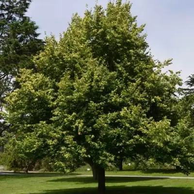 Липа сердцевидная в Бобруйске