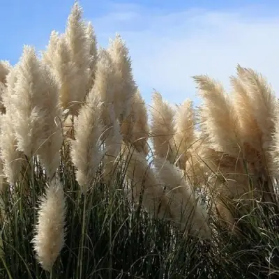 Кортадерия белая (пампасная трава) в Бобруйске