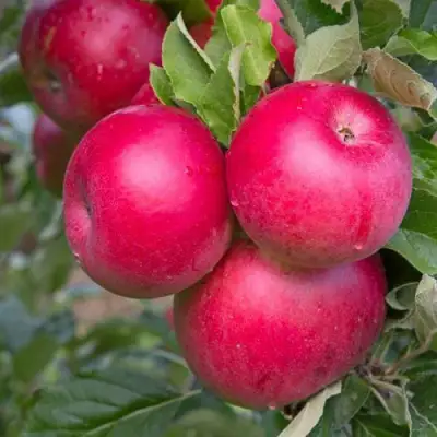Яблоня РОЖДЕСТВЕНСКОЕ в Бобруйске