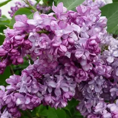 Сирень ГЕНЕРАЛ ПЕРШИНГ в Бобруйске