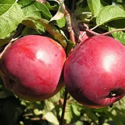 Яблоня ДАРУНАК в Бобруйске