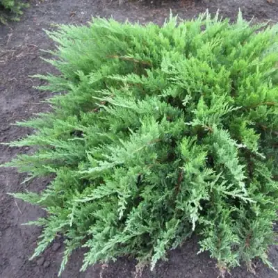 Можжевельник ТАМАРИСЦИФОЛИЯ казацкий  в Бобруйске