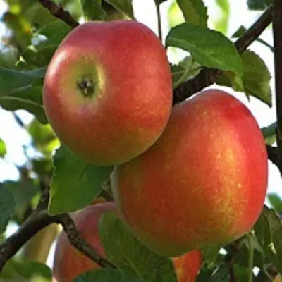 Яблоня ПЕРСИКОВАЯ в Бобруйске