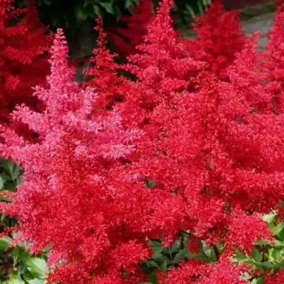 Астильба ЭТНА Арендса в Бобруйске