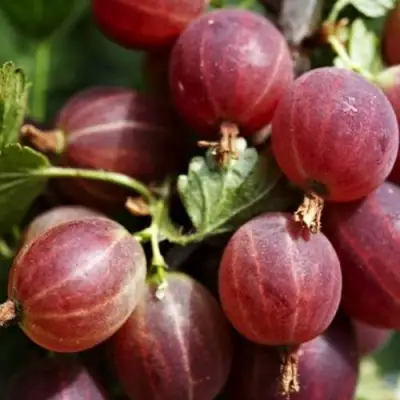 Крыжовник ХИННОМАКИ РОТ в Бобруйске