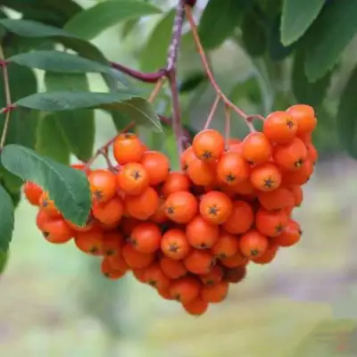 Рябина ВЕФЕД сладкоплодная в Бобруйске