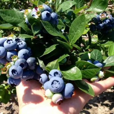 Голубика ДАРРОУ в Бобруйске