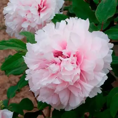 Пион ПЕРСИК ПОД СНЕГОМ древовидный в Бобруйске