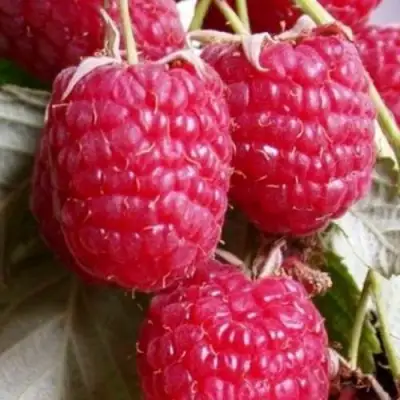 Малина ГЕРАКЛ в Бобруйске