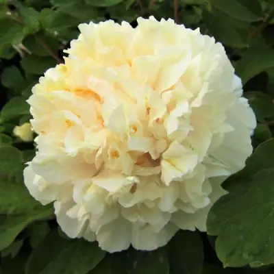 Пион НЕЖНЫЙ ГОЛОС древовидный в Бобруйске