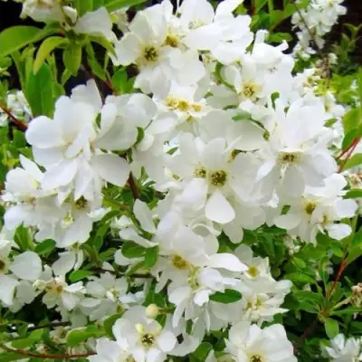 Экзохорда ЗЕ БРАЙД в Бобруйске