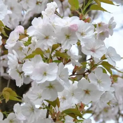 Сакура САНСЕТ БУЛЕВАРД в Бобруйске