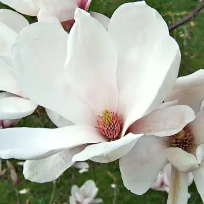 Магнолия АЛЬБА СУПЕРБА в Бобруйске