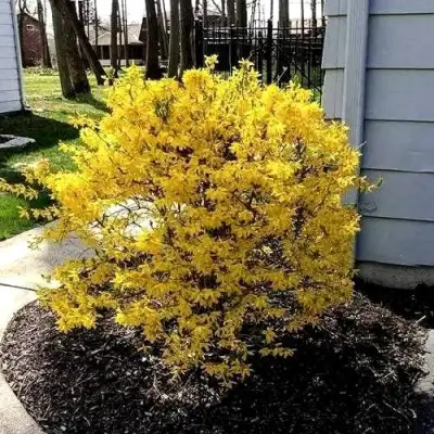 Форзиция ЛЕДНОГОРА промежуточная в Бобруйске