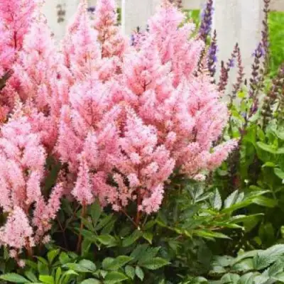 Астильба ЛУК ЭТ МИ японская в Бобруйске