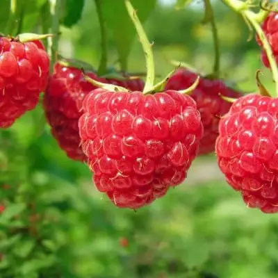 Малина ПРОСТО ПРЕЛЕСТЬ (СТОЛЕШНИК) в Бобруйске