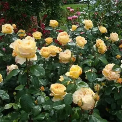 Роза КЕНДЛАЙТ чайно-гибридная в Бобруйске