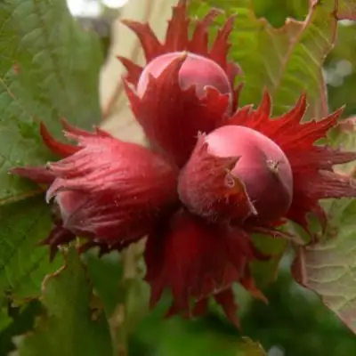 Фундук МОСКОВСКИЙ РУБИН в Бобруйске