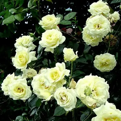 Роза ЭЛЬФ плетистая в Бобруйске