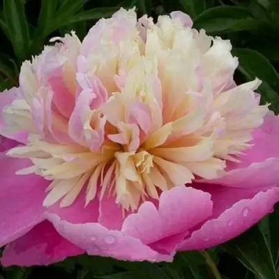 Пион ВЕСЕННЯЯ ПАЛИТРА травянистый в Бобруйске