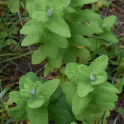 Мята АПФЕЛМИНЦЕ в Бобруйске