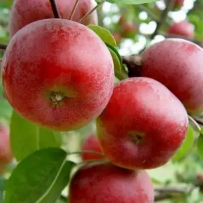 Яблоня АНТЕЙ в Бобруйске