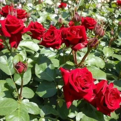 Роза ЭКСПЛОРЕР чайно-гибридная в Бобруйске