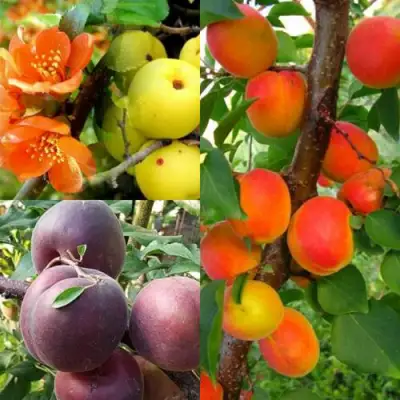 Комплект САД ДЛЯ ГУРМАНА в Бобруйске