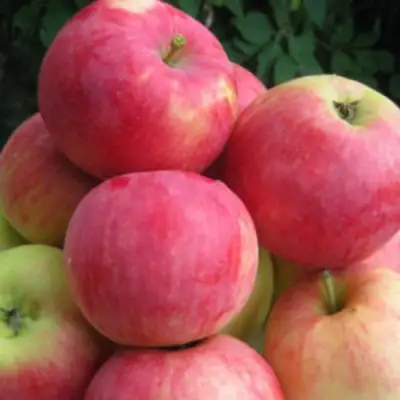 Яблоня НОРИС в Бобруйске