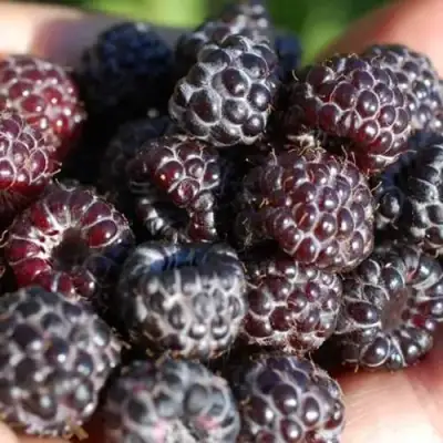 Малина БРИСТОЛЬ в Бобруйске