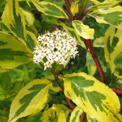 Дерен ШПЕТА белый в Бобруйске