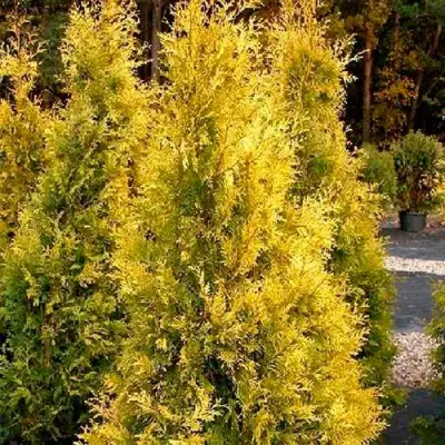 Туя ЕВРОПА ГОЛД западная в Бобруйске