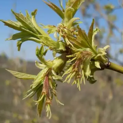 Клен ясенелистный в Бобруйске