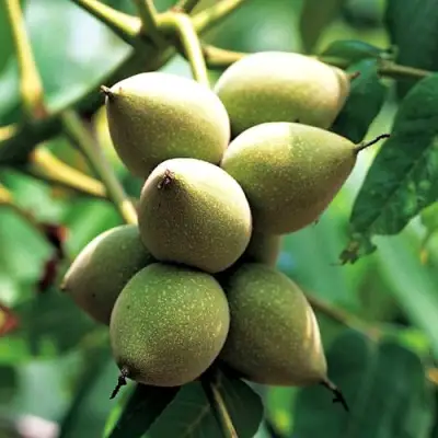 Орех МАНЬЧЖУРСКИЙ в Бобруйске