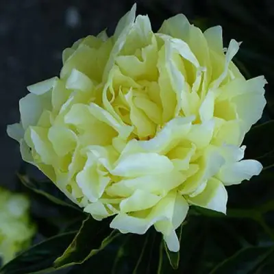 Пион ЗОЛОТАЯ КОЛЕСНИЦА травянистый в Бобруйске