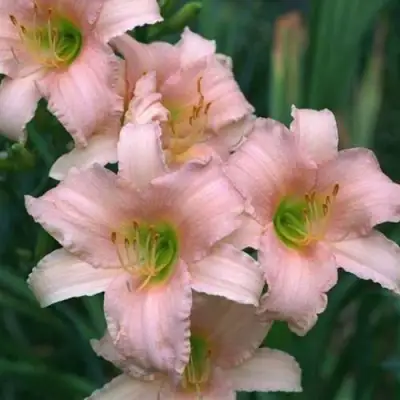 Лилейник ЛАКШЕРИ ЛЕЙС гибридный в Бобруйске