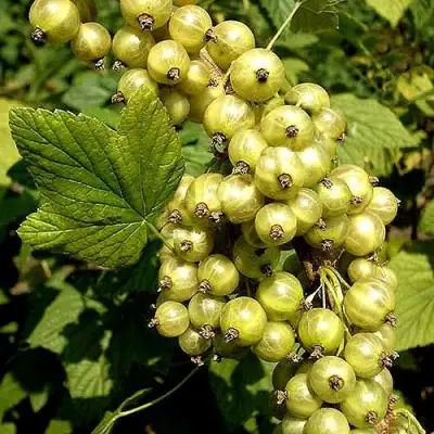 Смородина зеленоплодная СНЕЖНАЯ КОРОЛЕВА в Бобруйске