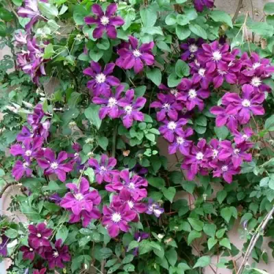 Клематис ГЕРОИ ВАРШАВЫ в Бобруйске