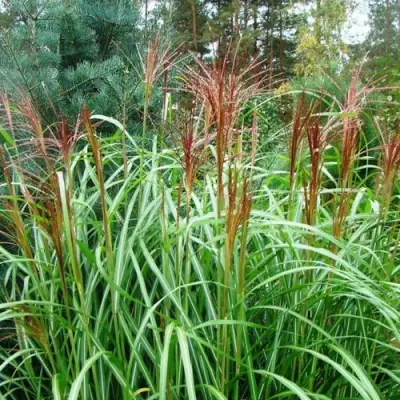Мискантус МАЛЕПАРТУС китайский  в Бобруйске